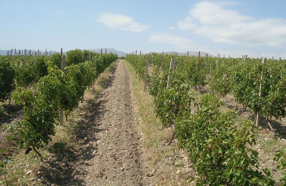 armenian wine trinity canyon vineyards